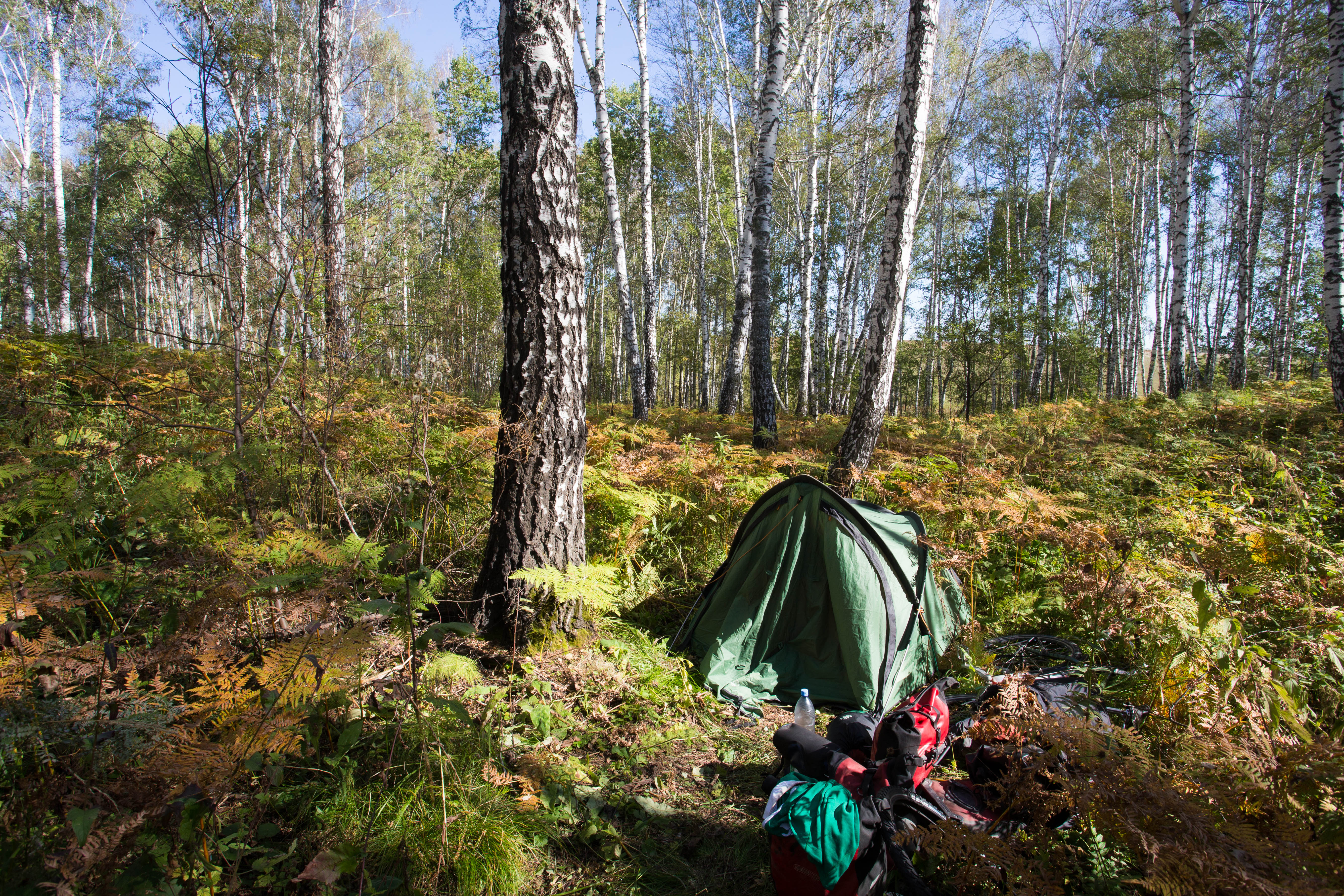 Wild camping amongst the dense foliage of the Altai